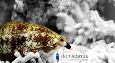 Domiconus-cône marin